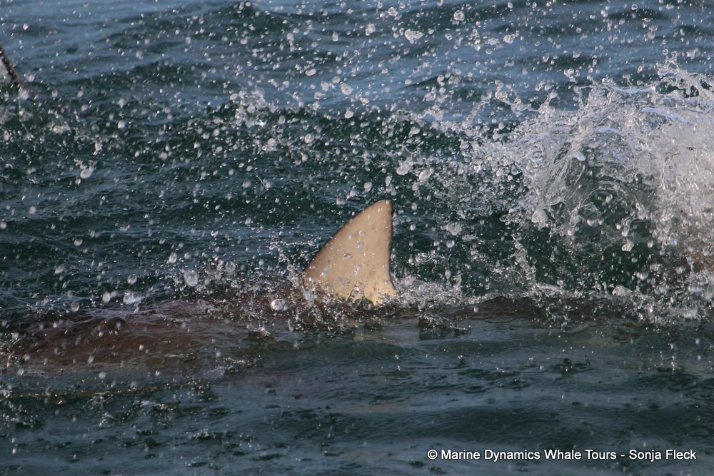 bronze whaler shark, whale watching, gansbaai, south africa,