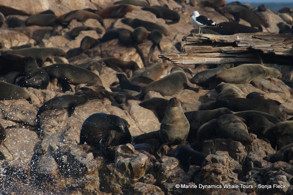 cape fur seal, whale watching, gansbaai, south africa