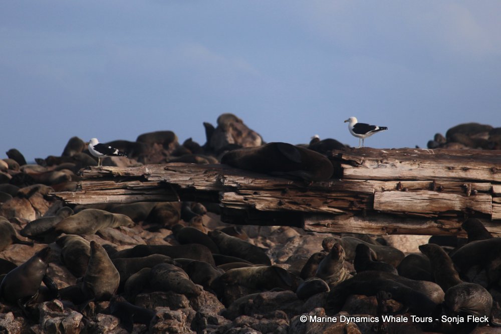 cape fur seal, whale watching, gansbaai, south africa
