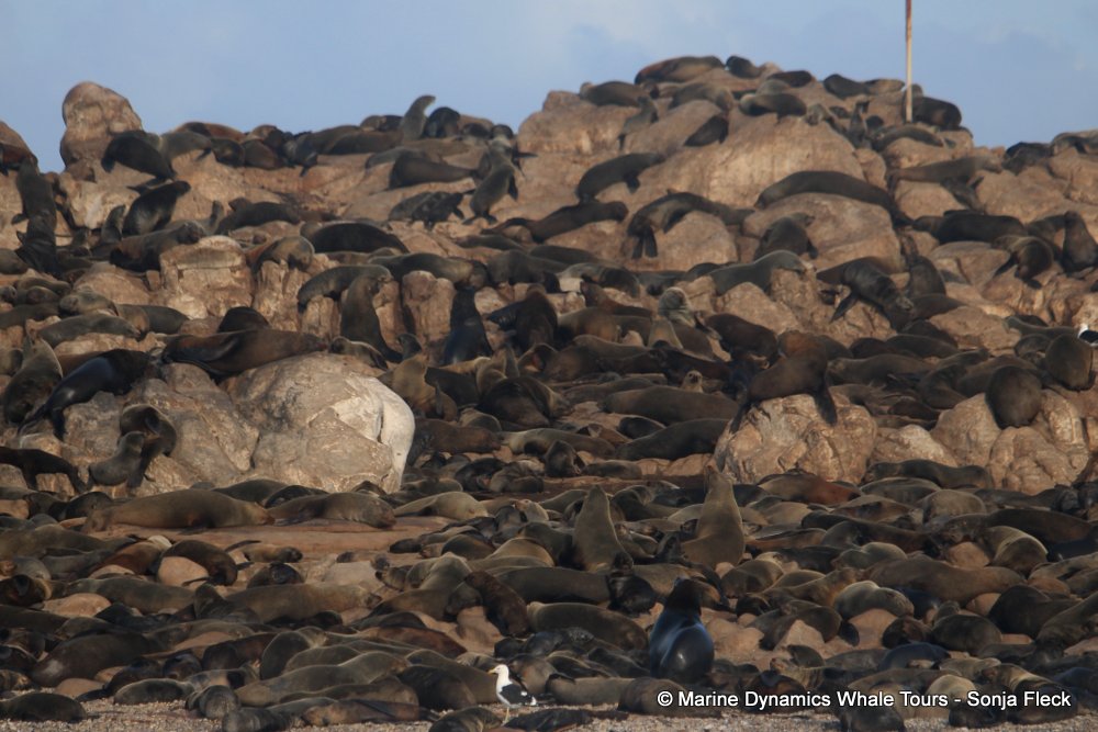 cape fur seal, whale watching, gansbaai, south africa