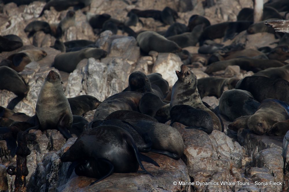 cape fur seal, whale watching, gansbaai, south africa