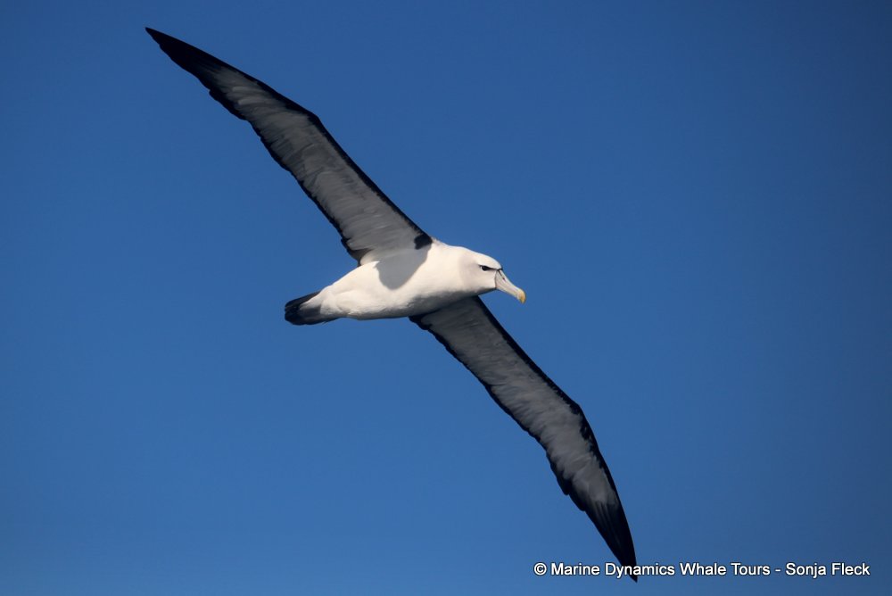 shy albatross, whale watching, gansbaai, south africa