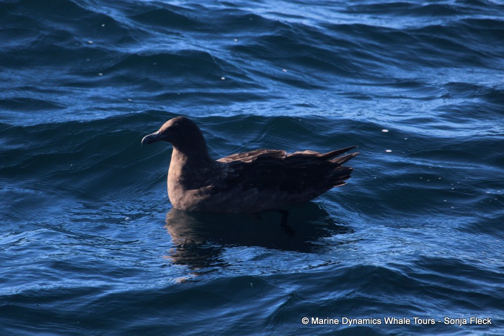 subantarctic skua, whale watching, gansbaai, south africa