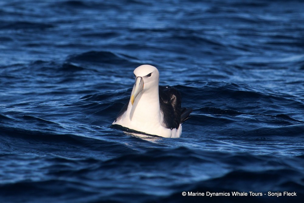 shy albatross, whale watching, gansbaai, south africa