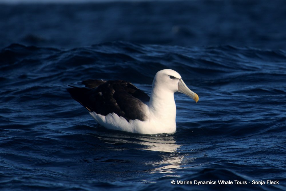 shy albatross, whale watching, gansbaai, south africa