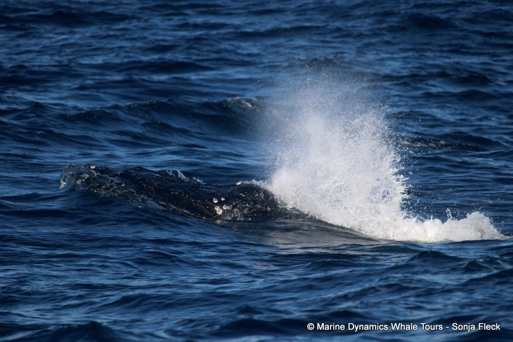 Marine Big 5 Daily Blog 14 June