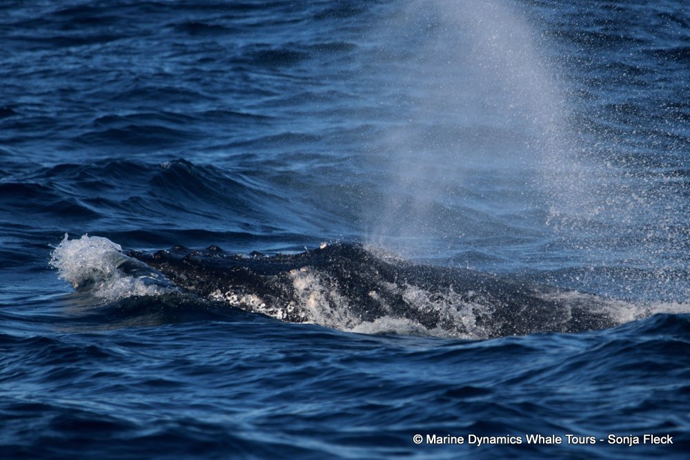 humpback whale, whale watching, gansbaai, south africa
