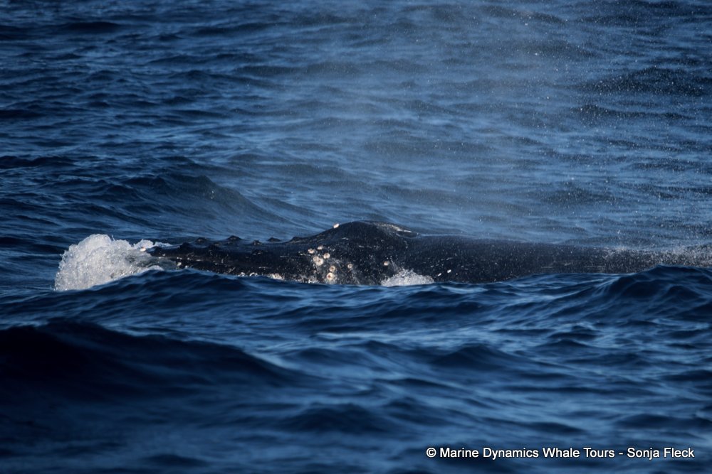 humpback whale, whale watching, gansbaai, south africa
