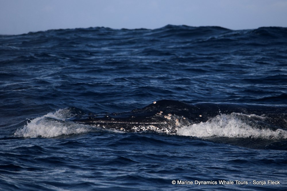 humpback whale, whale watching, gansbaai, south africa
