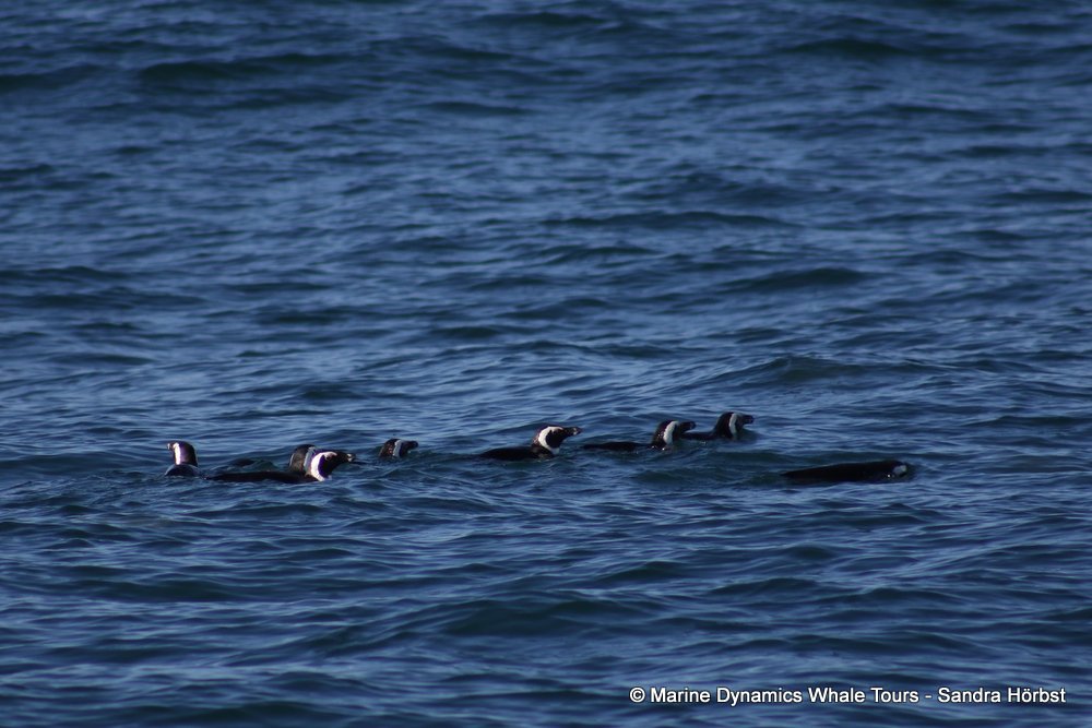 penguins, whale watching, gansbaai, south africa,