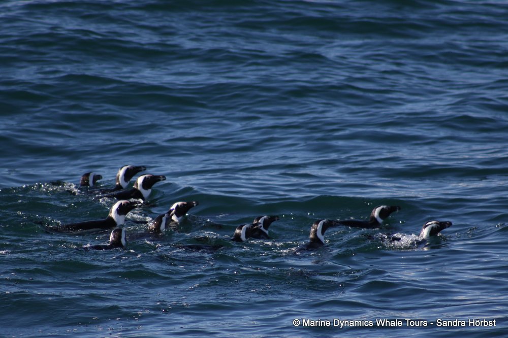 penguins, whale watching, gansbaai, south africa,