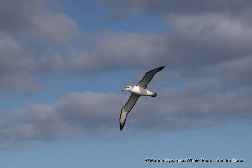 shy albatross, whale watching, gansbaai, south africa
