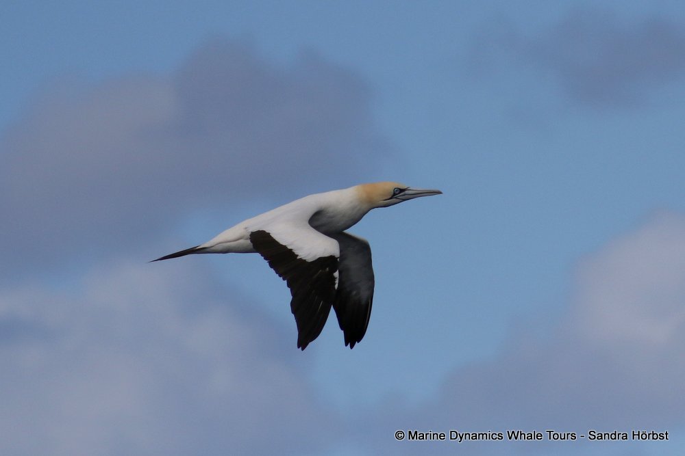 gannet,whale watching, gansbaai, south africa