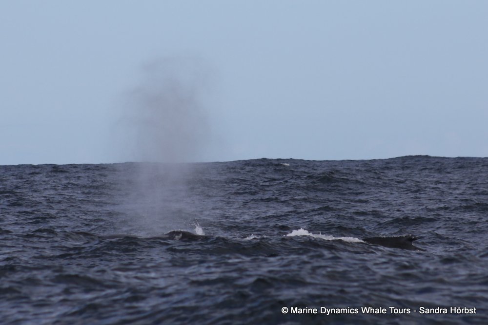 whale watching, gansbaai, south africa, cape fur seal in water
