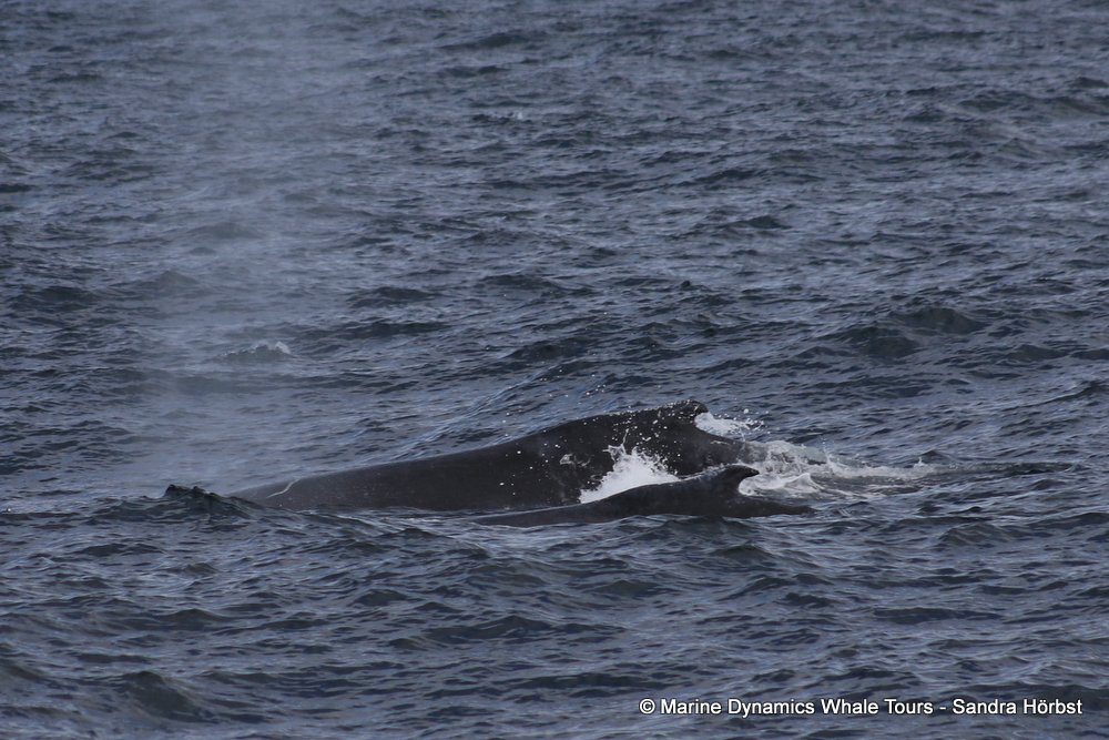 humpback whale, whale watching, gansbaai, south africa