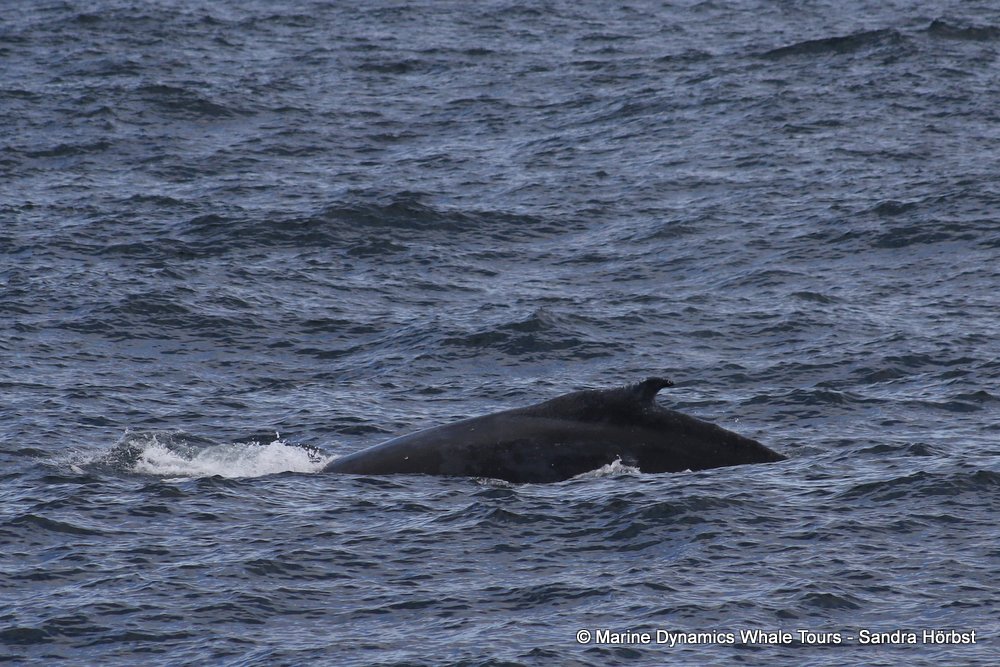 humpback whale, whale watching, gansbaai, south africa