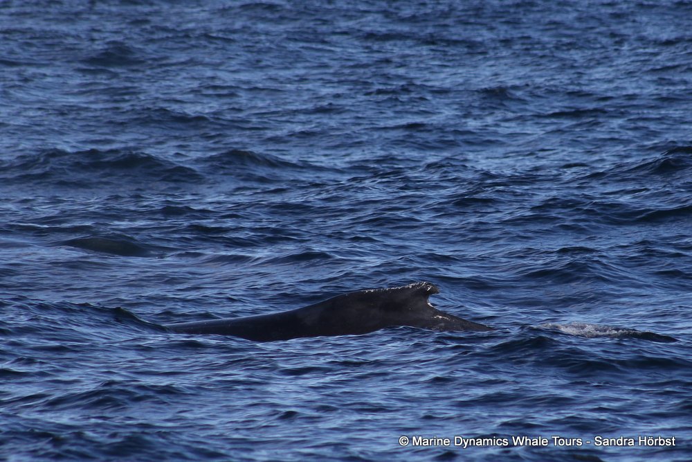 humpback whale, whale watching, gansbaai, south africa