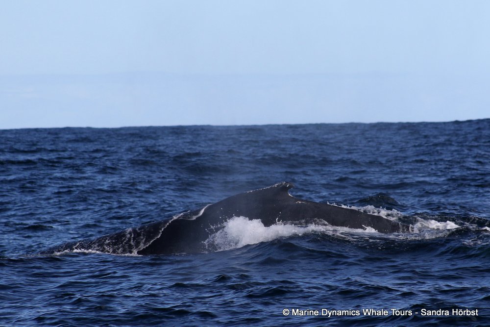 Marine Big 5 Daily Blog 15 June