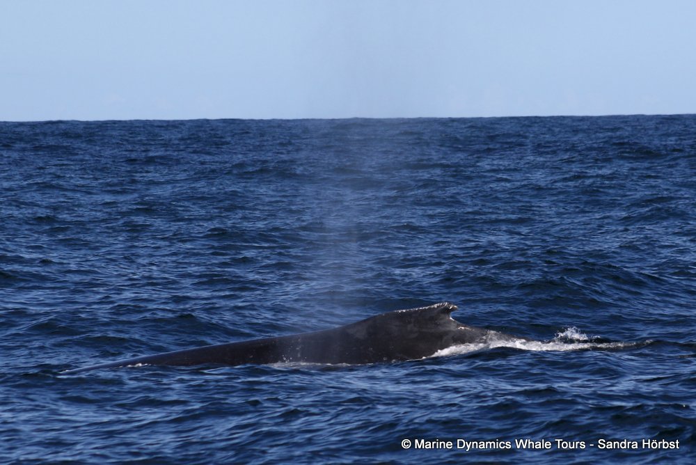 humpback whale, whale watching, gansbaai, south africa