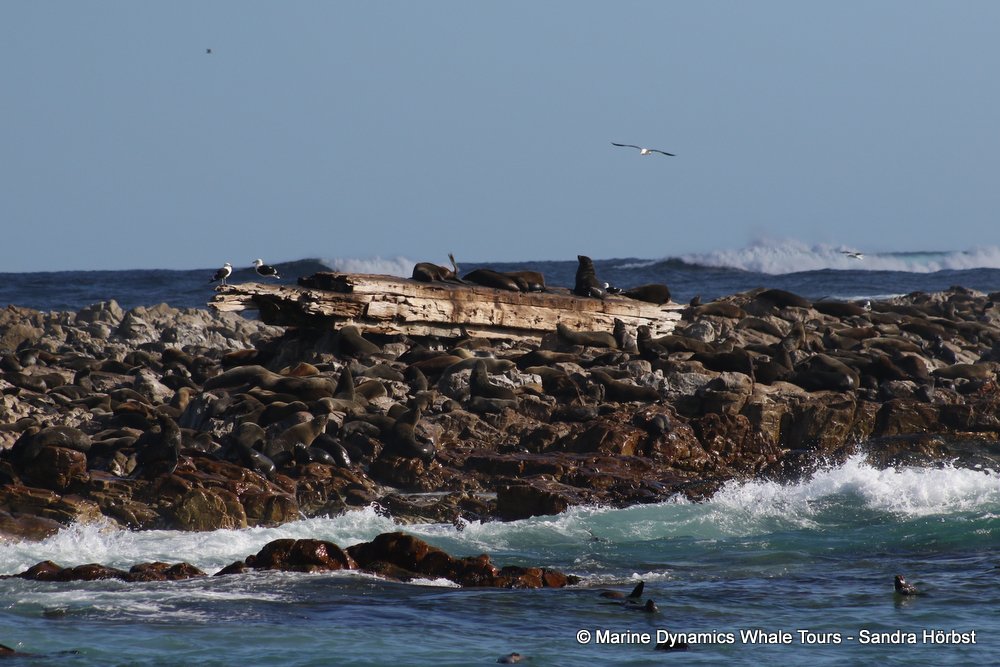 cape fur seal, whale watching, gansbaai, south africa