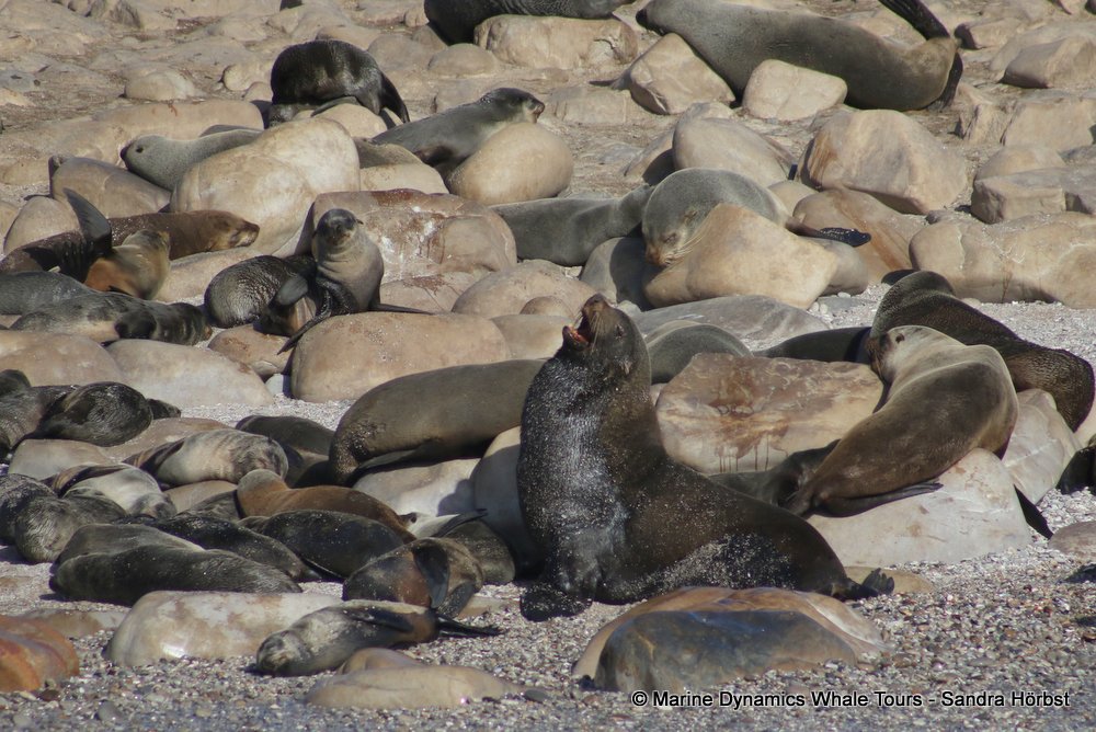 cape fur seal, whale watching, gansbaai, south africa