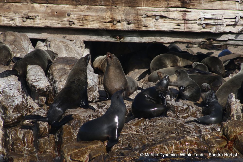 cape fur seal, whale watching, gansbaai, south africa