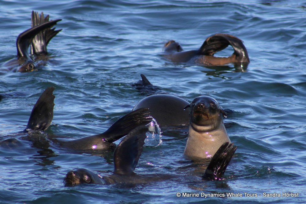 cape fur seal, whale watching, gansbaai, south africa