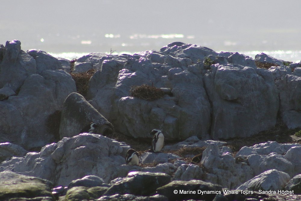 penguins, whale watching, gansbaai, south africa,