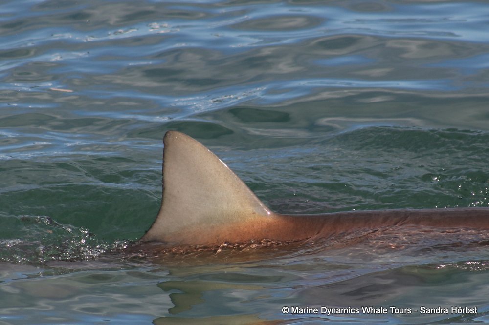 bronze whaler shark, whale watching, gansbaai, south africa,