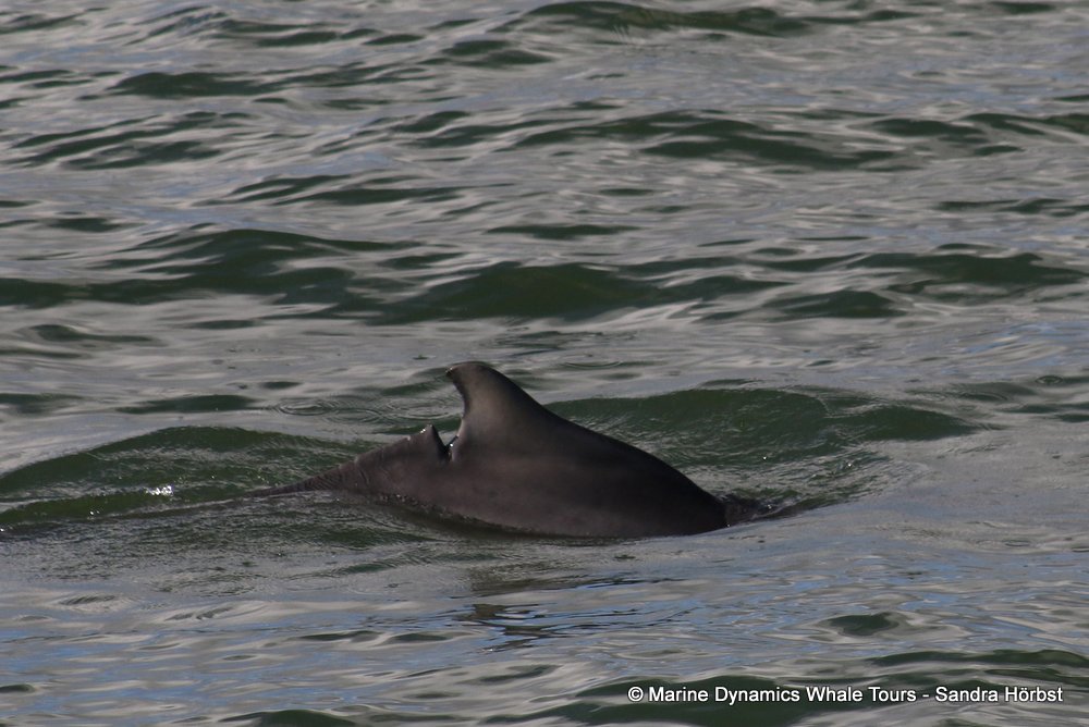 dolphin, whale watching, gansbaai, south africa,