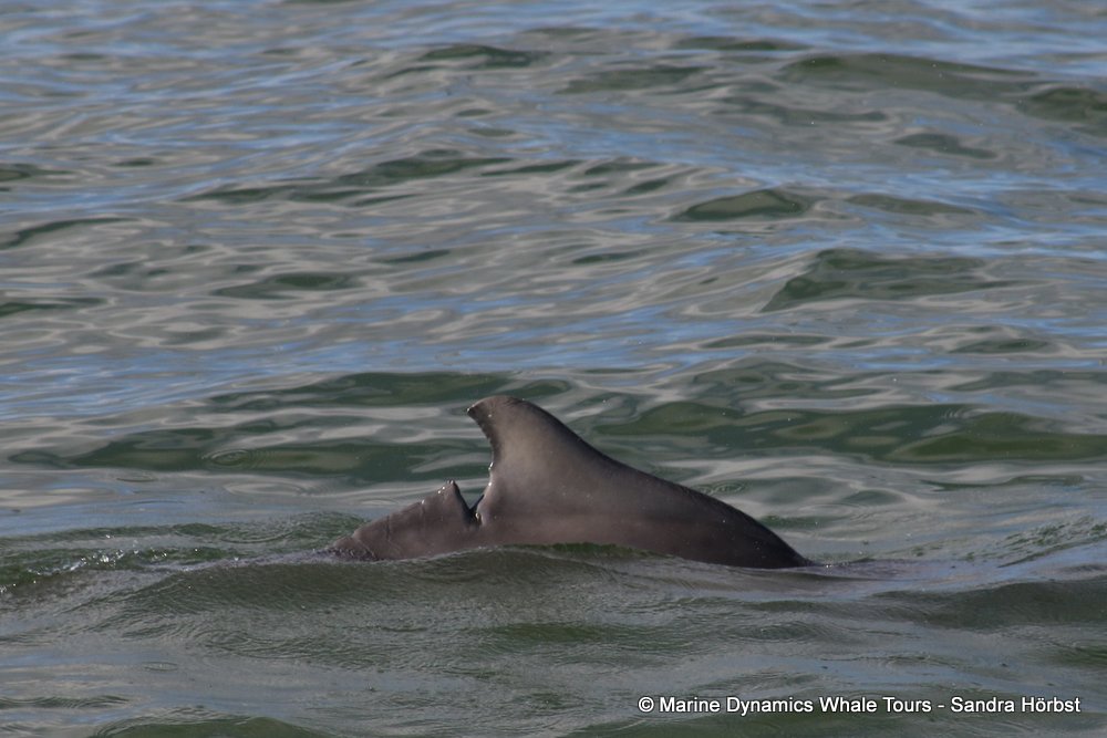 dolphin, whale watching, gansbaai, south africa,