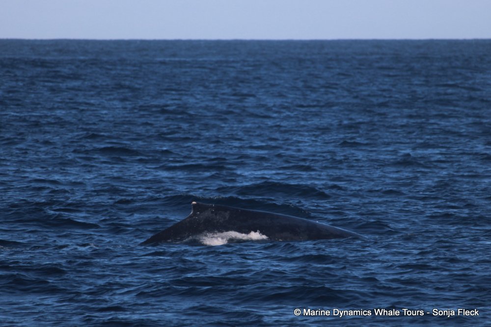 humpback whale, whale watching, gansbaai, south africa
