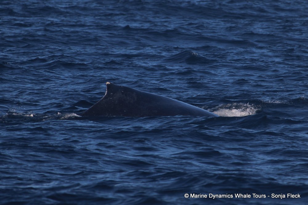 humpback whale, whale watching, gansbaai, south africa