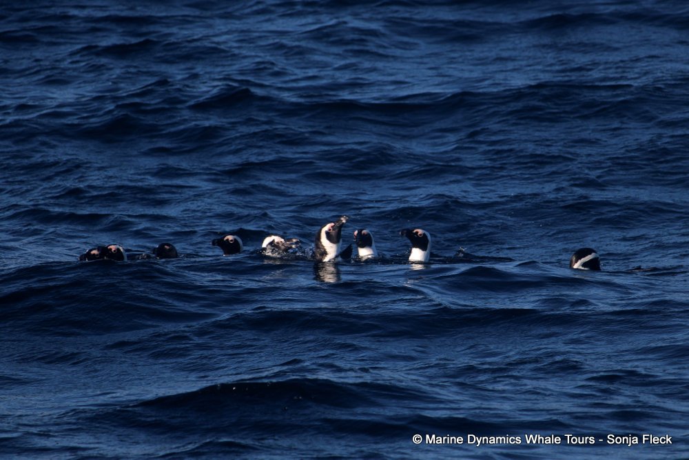african penguin, whale watching, gansbaai, south africa