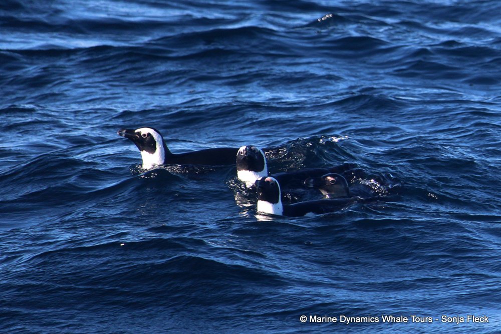 african penguin, whale watching, gansbaai, south africa