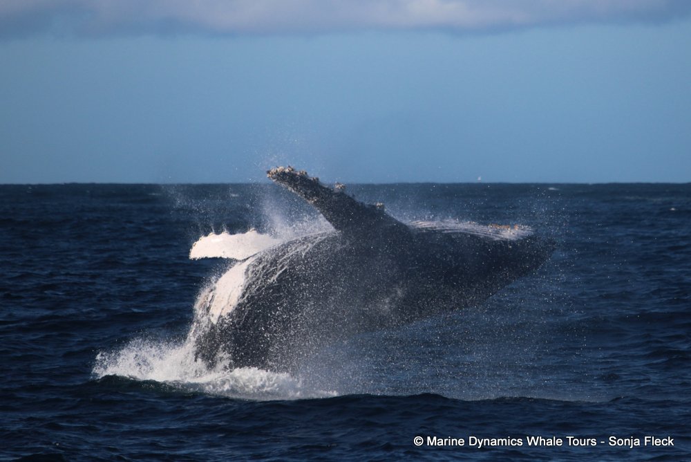Marine Big 5 Daily Blog 16 June
