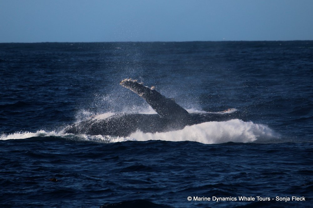 humpback whale, whale watching, gansbaai, south africa
