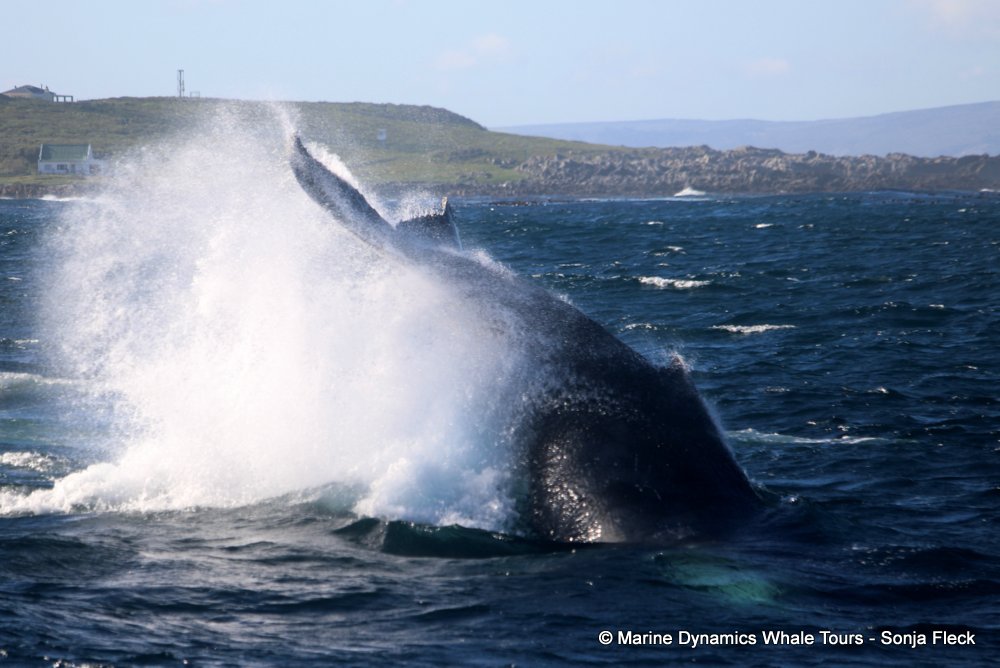 humpback whale, whale watching, gansbaai, south africa
