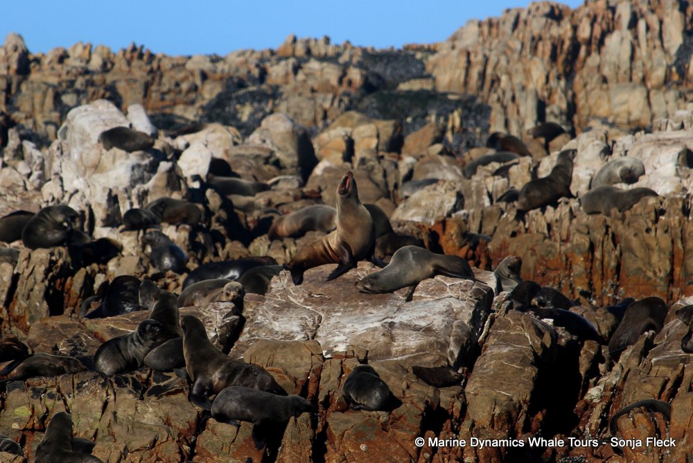 cape fur seal, whale watching, gansbaai, south africa