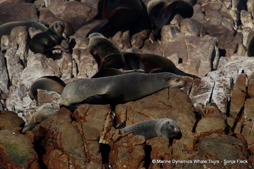 cape fur seal, whale watching, gansbaai, south africa