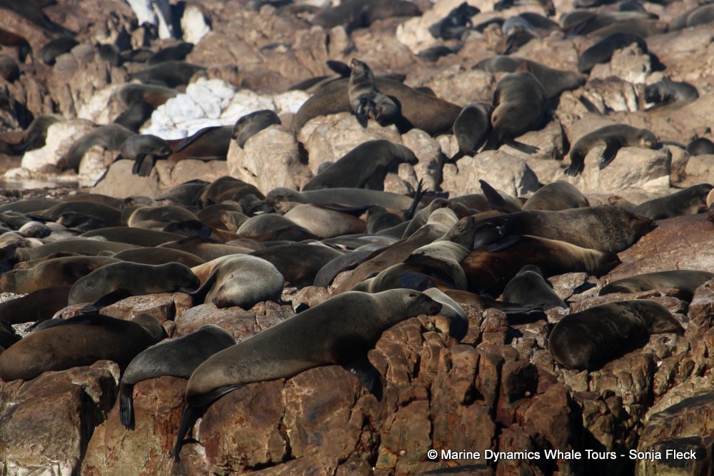 cape fur seal, whale watching, gansbaai, south africa