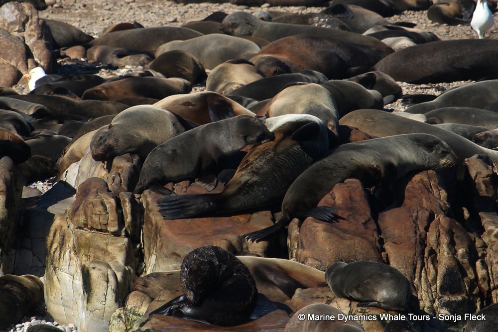 cape fur seal, whale watching, gansbaai, south africa
