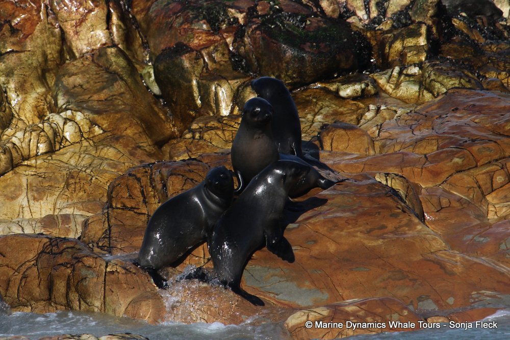 cape fur seal, whale watching, gansbaai, south africa