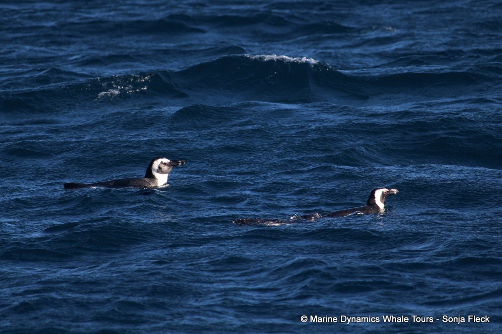 african penguin, whale watching, gansbaai, south africa