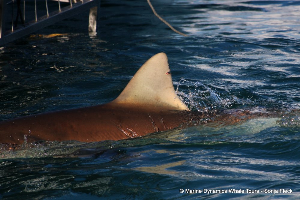 bronze whaler shark, whale watching, gansbaai, south africa,