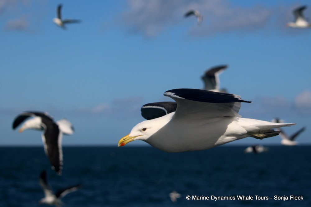 Kelp Gull, whale watching, gansbaai, south africa,