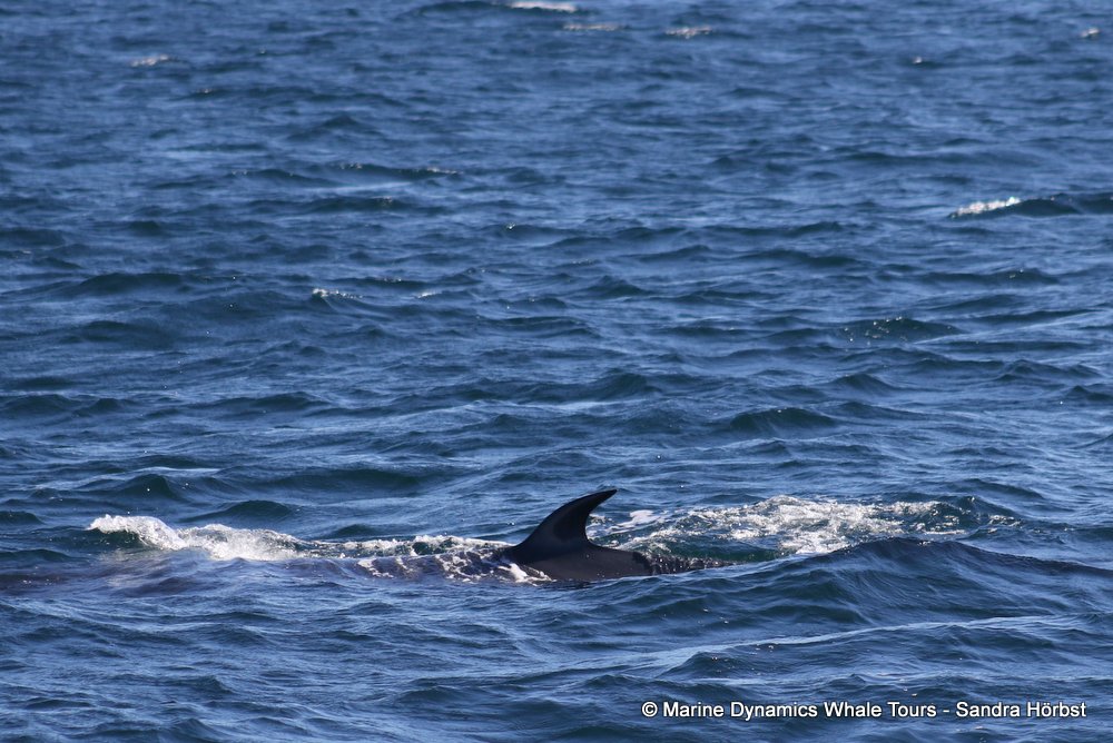 bryde's whale, whale watching, gansbaai, south africa,