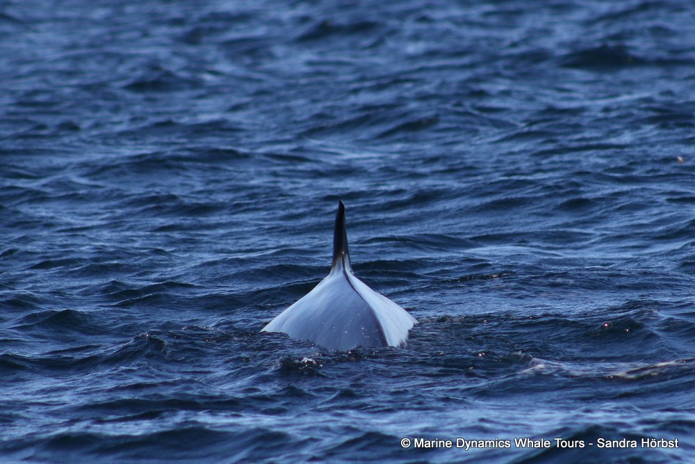 bryde's whale, whale watching, gansbaai, south africa,