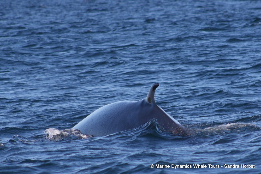 Marine Big 5 Daily Blog 17 June