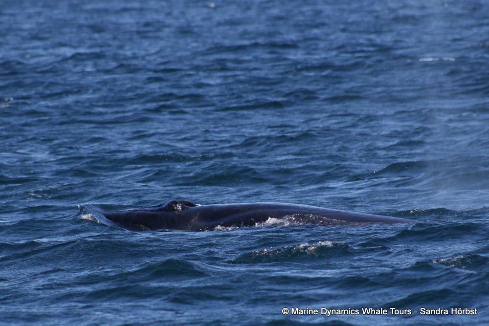 bryde's whale, whale watching, gansbaai, south africa,